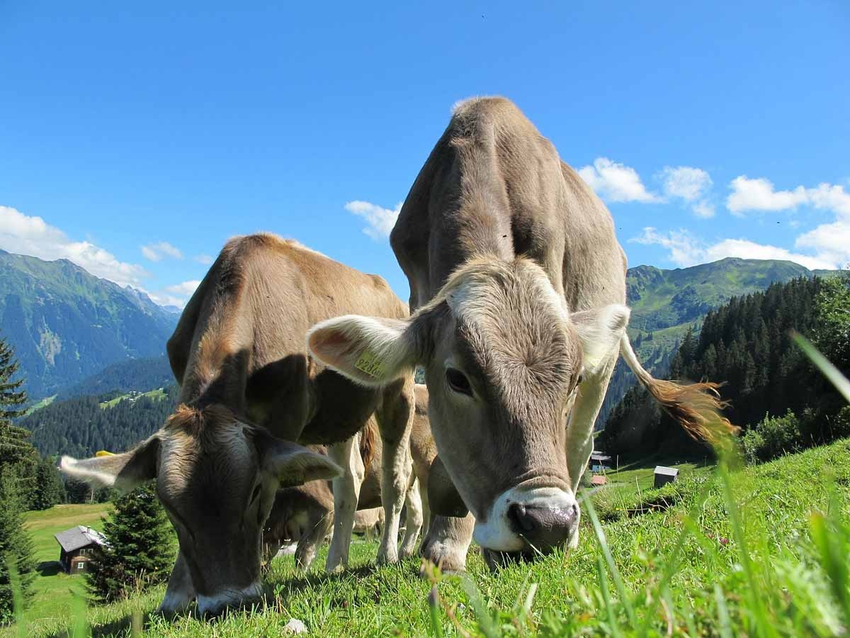 LOTTO Österreich: Sechs Richtige zählen als Volltreffer